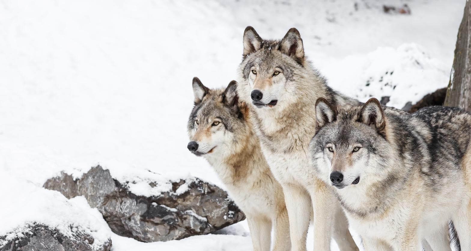 Gray Wolves - Wilder Institute/Calgary Zoo