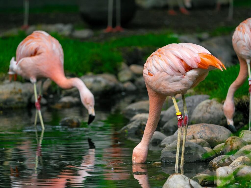 Chilean Flamingos - Wilder Institute/Calgary Zoo