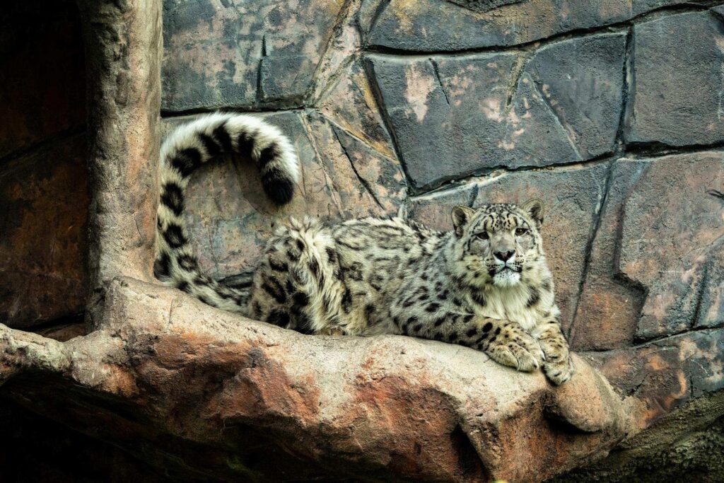 New snow leopard at Calgary Zoo