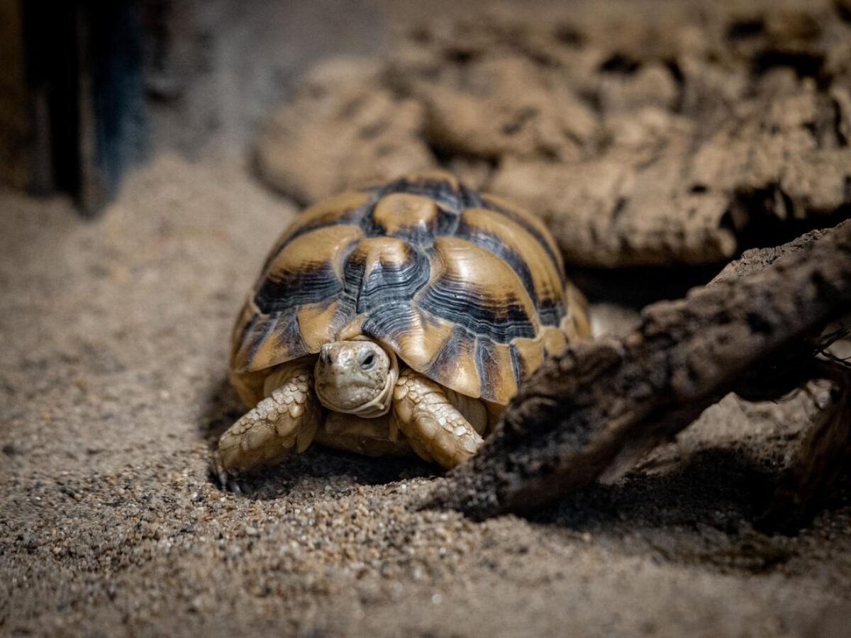 Egyptian Tortoises - Wilder Institute/Calgary Zoo