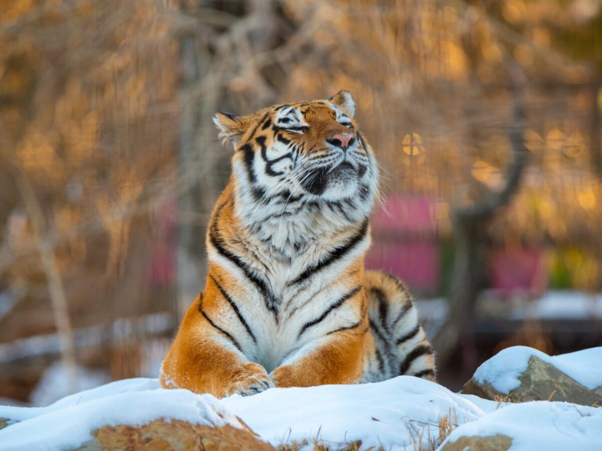 Amur Tigers - Wilder Institute/Calgary Zoo