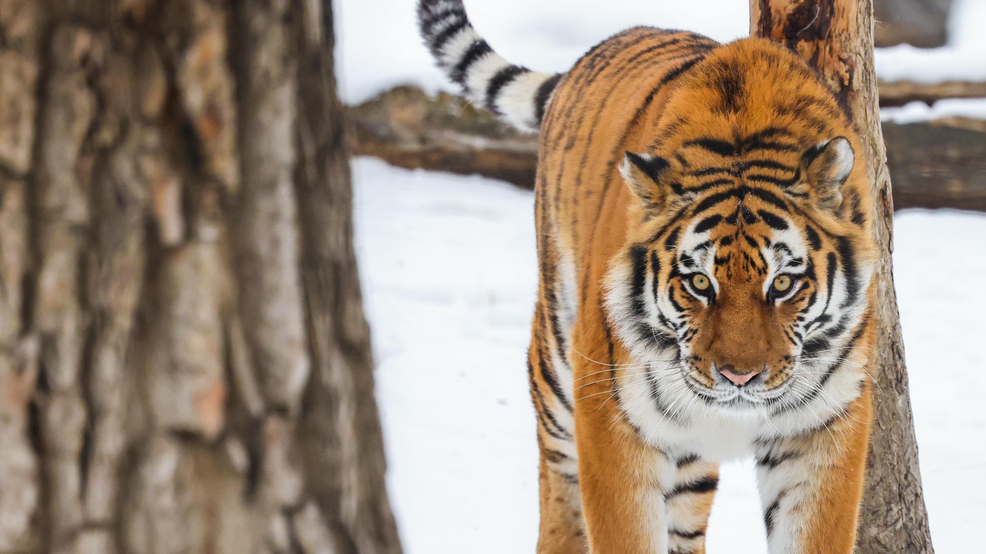Amur Tigers - Wilder Institute/Calgary Zoo