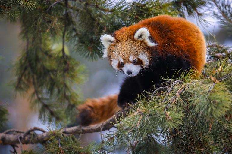 red panda names at calgary zoo