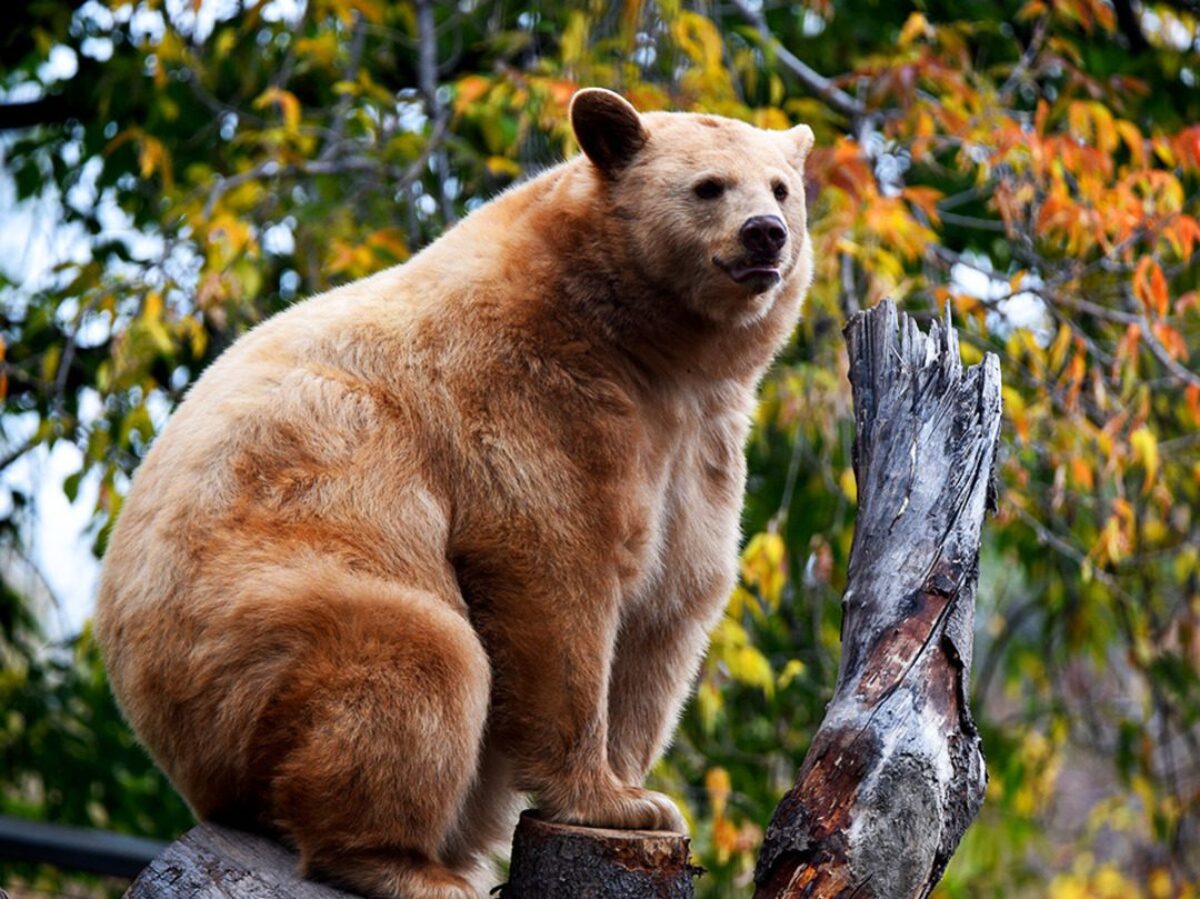 Black Bears - Wilder Institute/Calgary Zoo