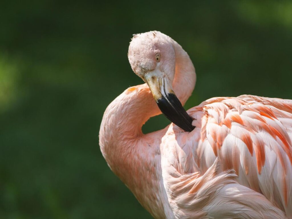 Chilean Flamingos - Wilder Institute/Calgary Zoo