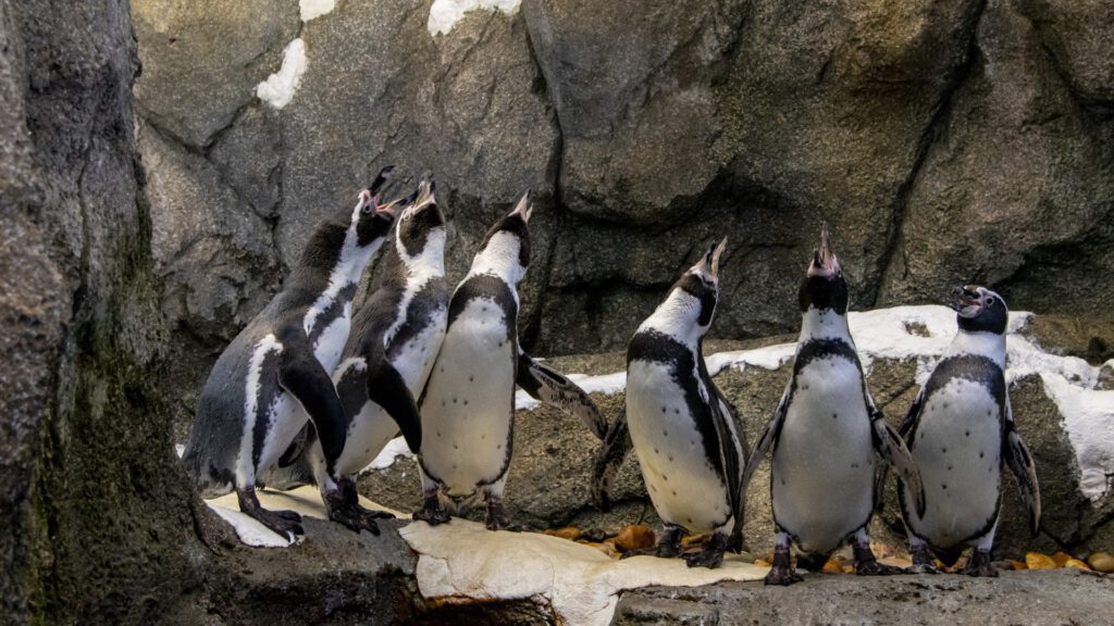 Humboldt Penguins