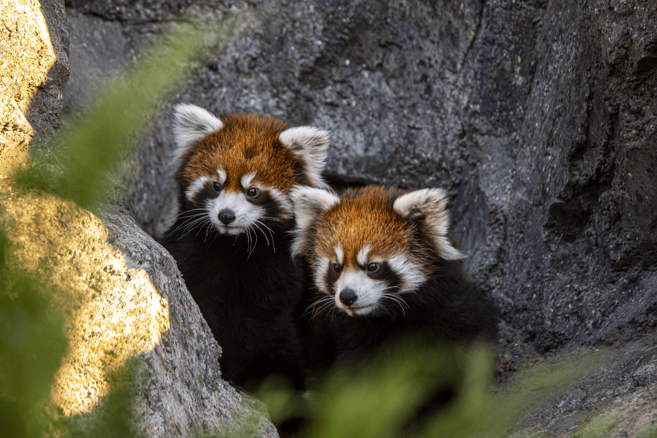 Everything you need to know about red pandas