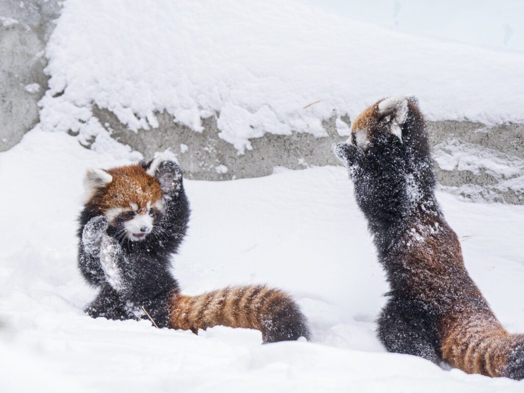 Red Pandas - Wilder Institute/Calgary Zoo