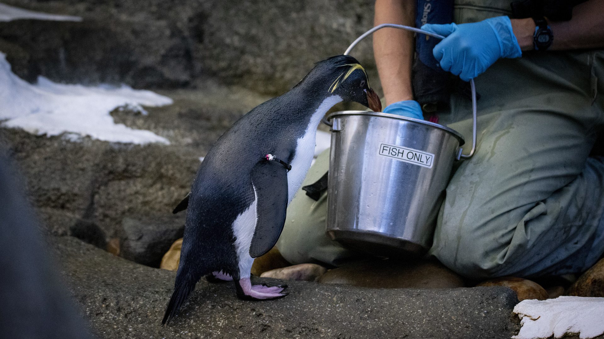 Rockhopper Penguins - Wilder Institute/Calgary Zoo