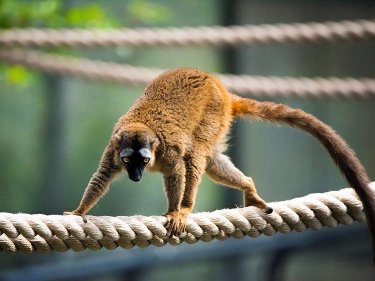 Lemurs - Wilder Institute/Calgary Zoo