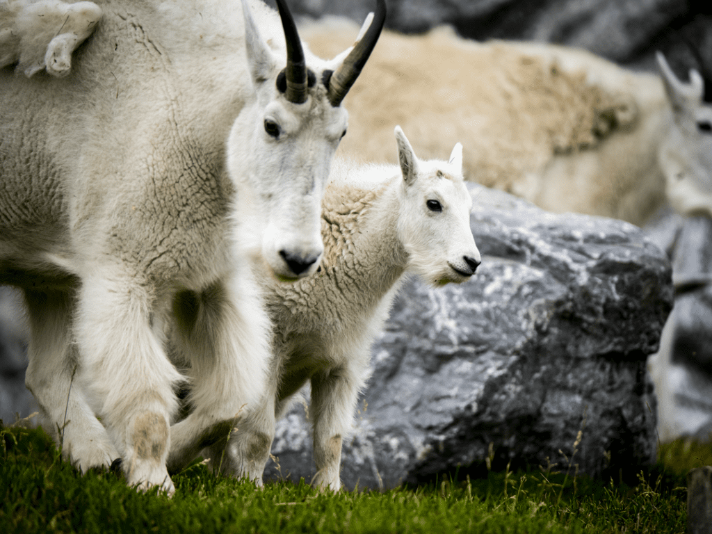 Membership - Wilder Institute/Calgary Zoo