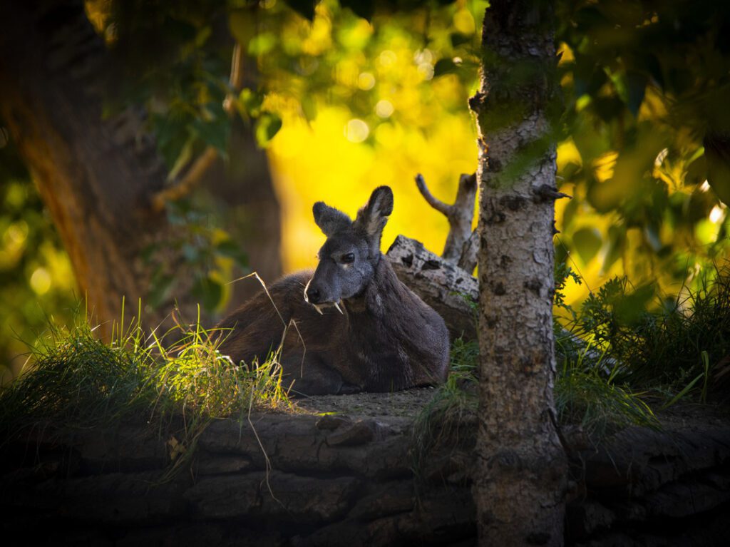 Siberian Musk Deer - Wilder Institute/Calgary Zoo