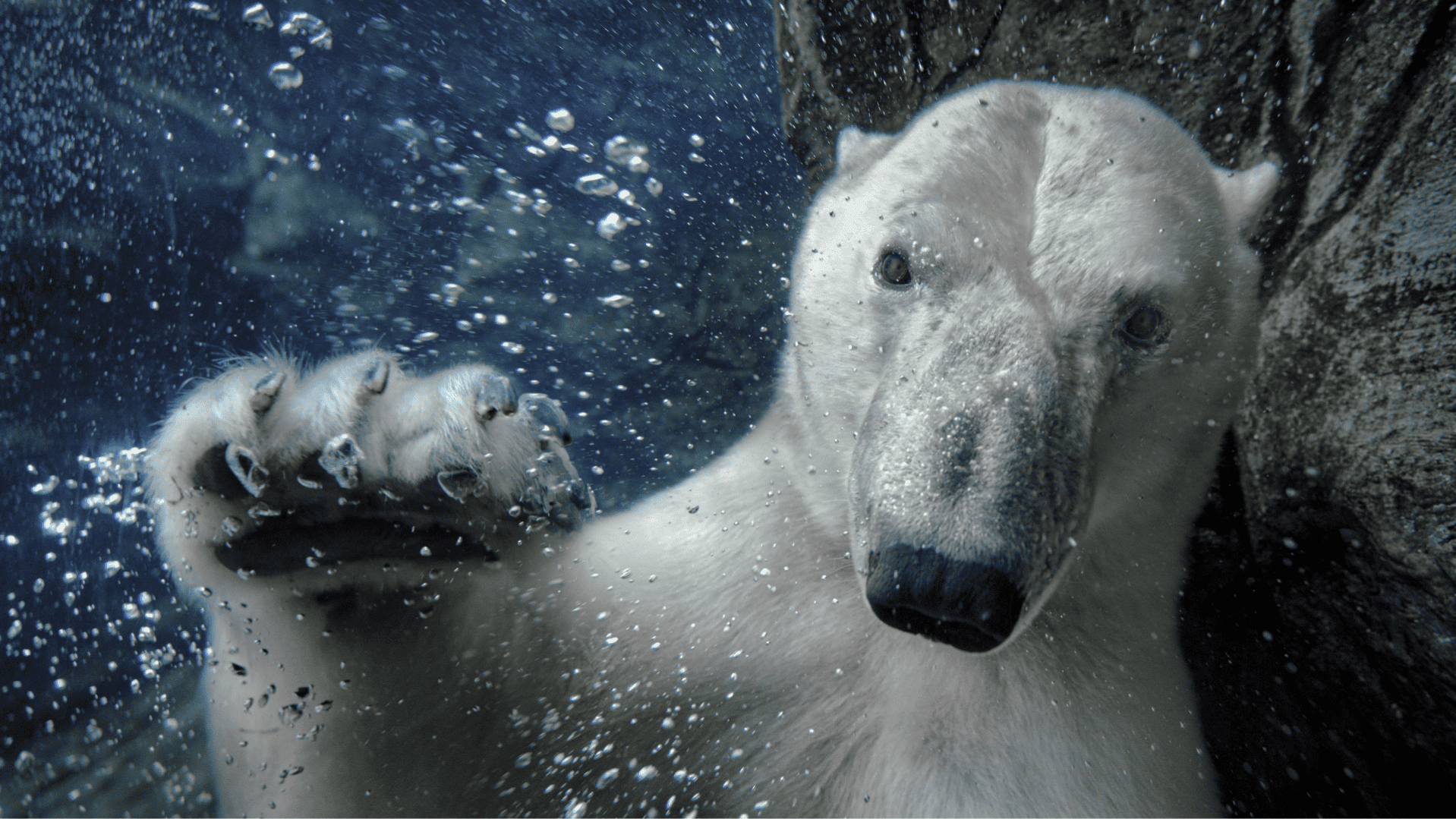 Why Polar Bears Have Become Frequent Visitors to This Canadian