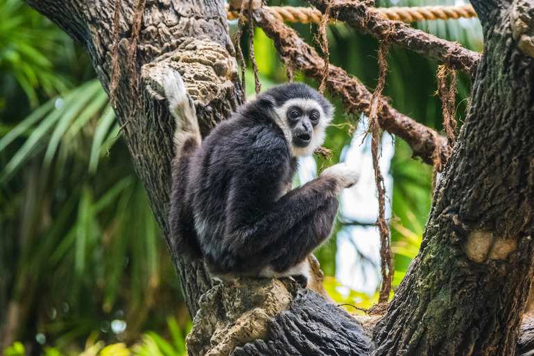 Animal Care and Wellbeing - Wilder Institute/Calgary Zoo