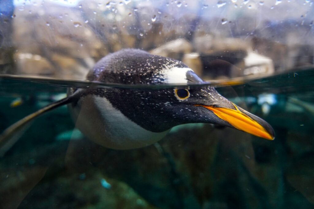 Penguin Plunge - Wilder Institute/Calgary Zoo