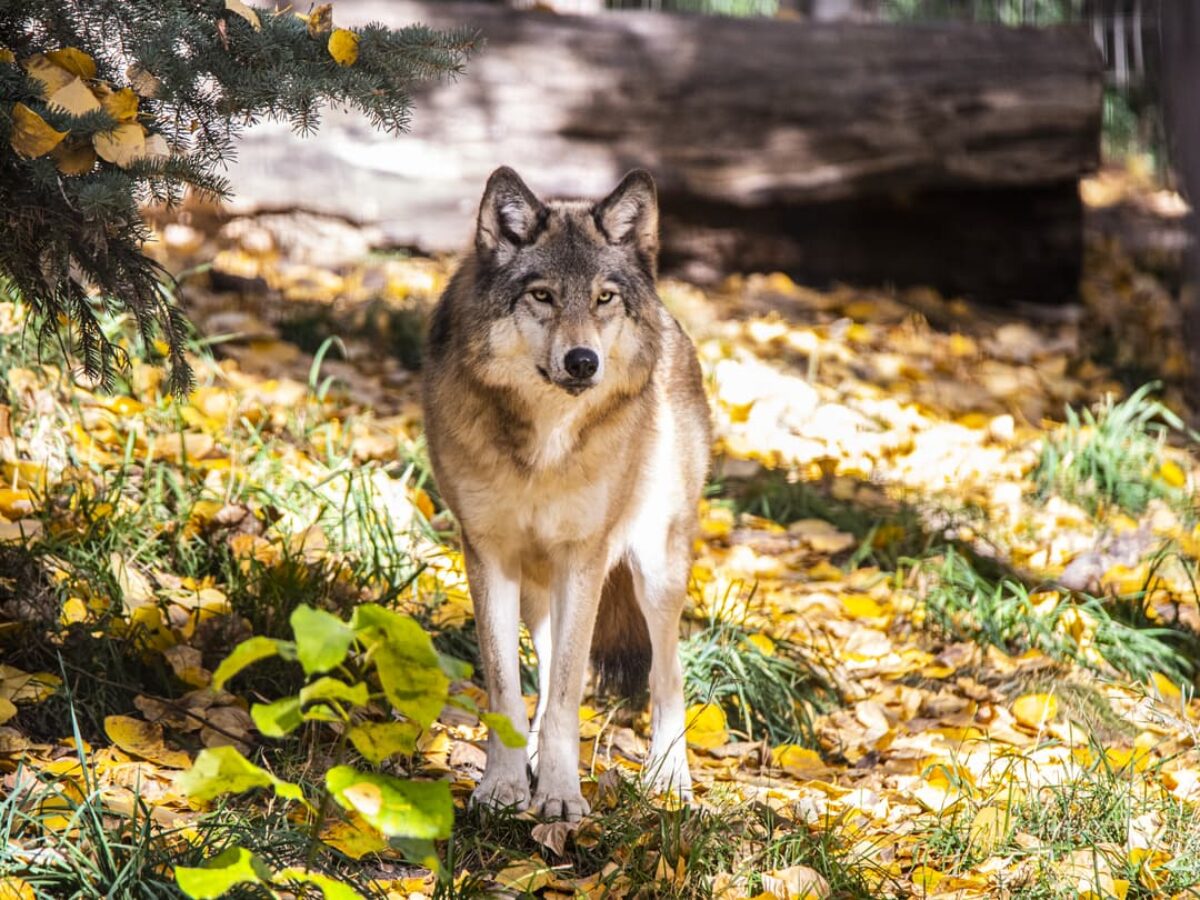 Gray Wolves - Wilder Institute/Calgary Zoo