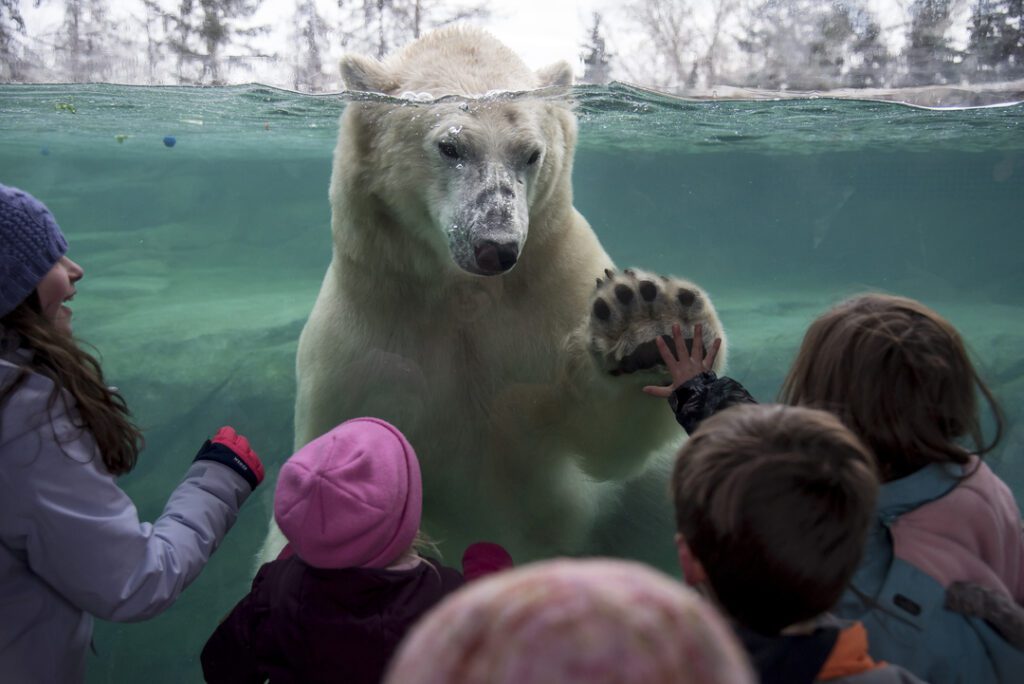 Calgary Zoo's new polar bears arrive from Winnipeg