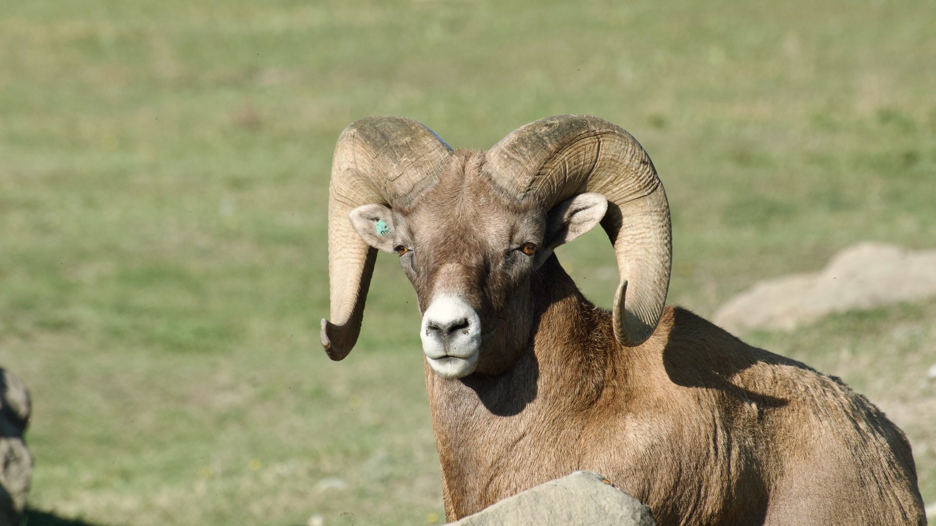 Bighorn Sheep - Wilder Institute/Calgary Zoo