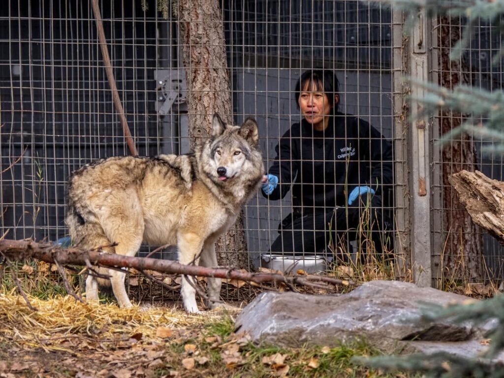 Gray Wolves - Wilder Institute/Calgary Zoo