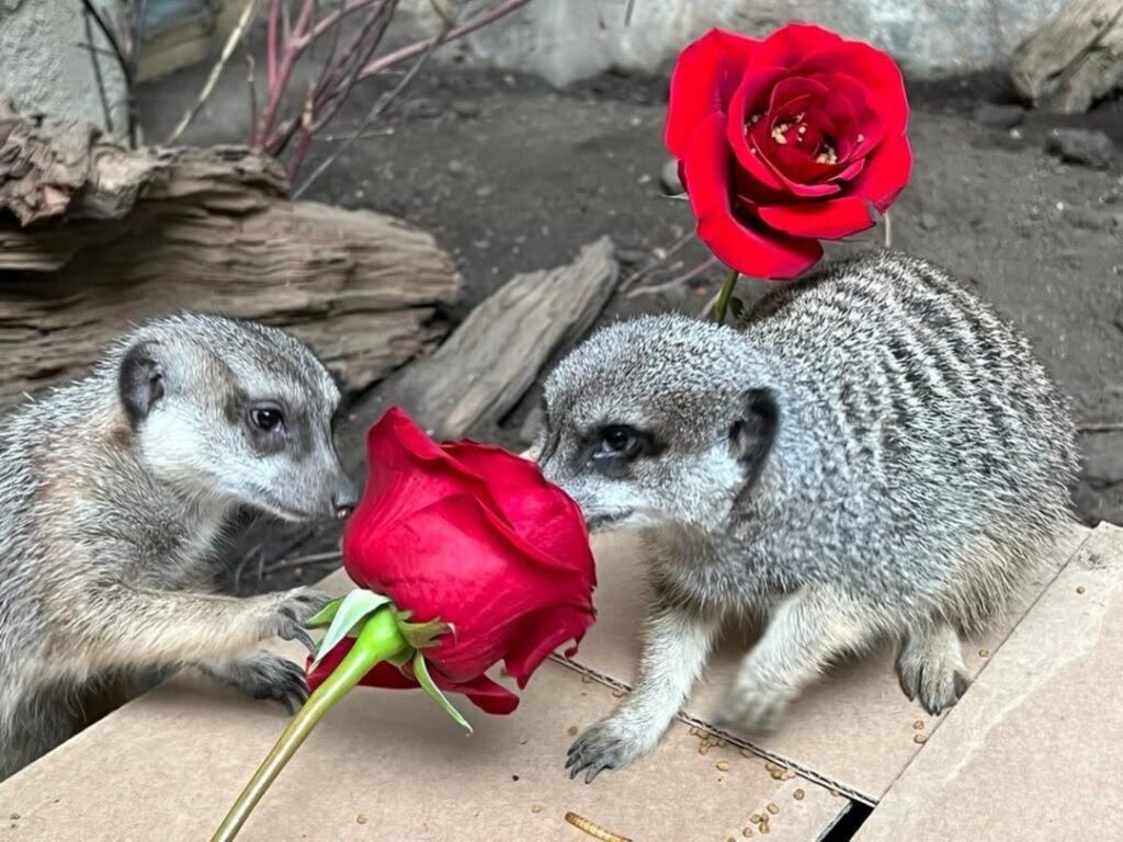 Slender-Tailed Meerkats