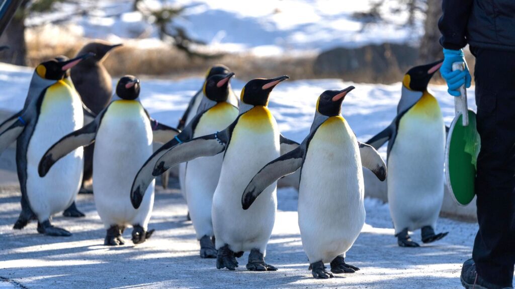 Penguin Walk