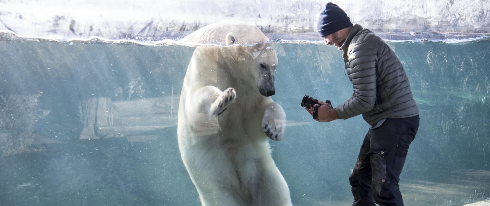 Wild After Hours: Polar Bears (18+) - Wilder Institute/Calgary Zoo