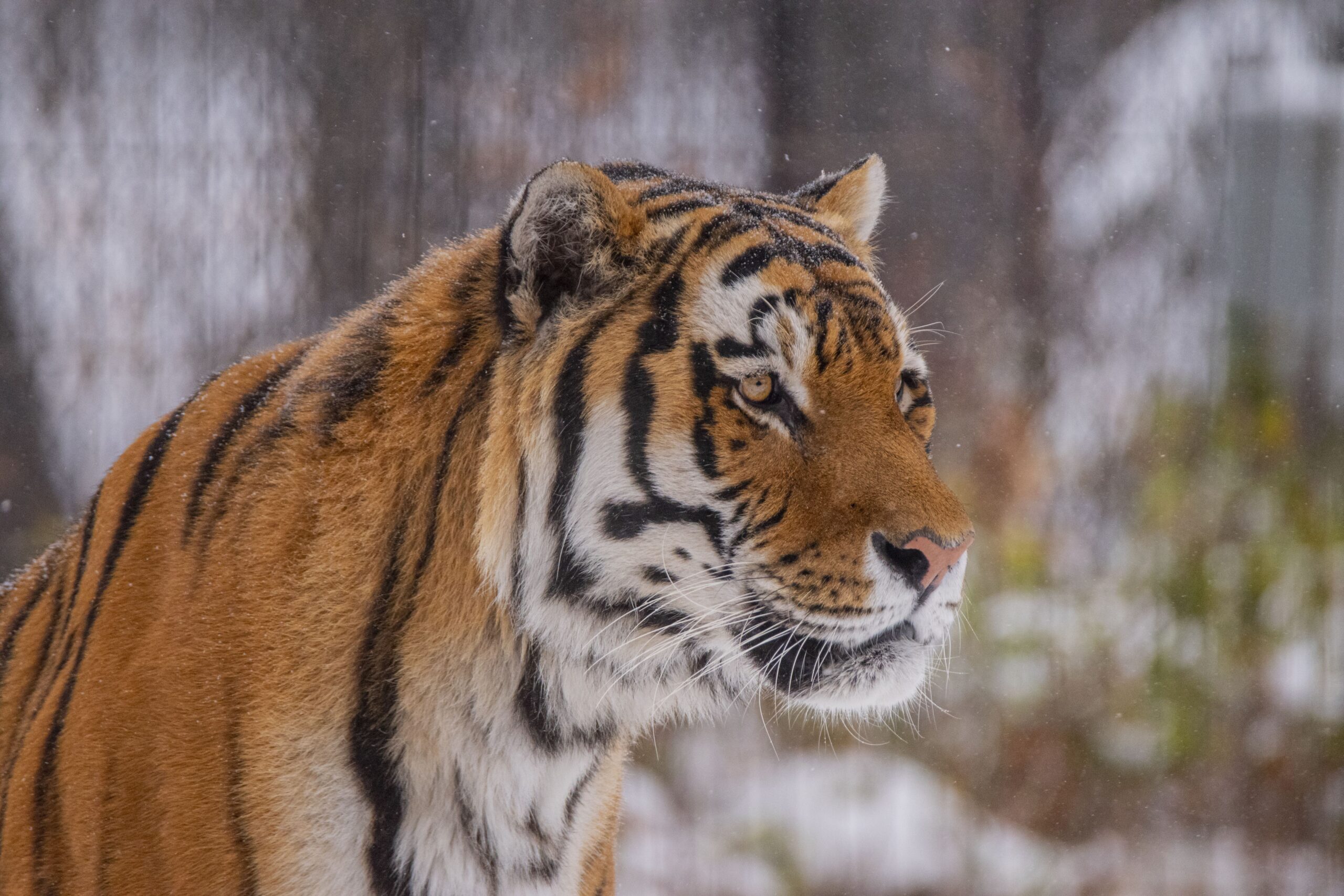 Bon Voyage, 'Samkha' - Wilder Institute/Calgary Zoo