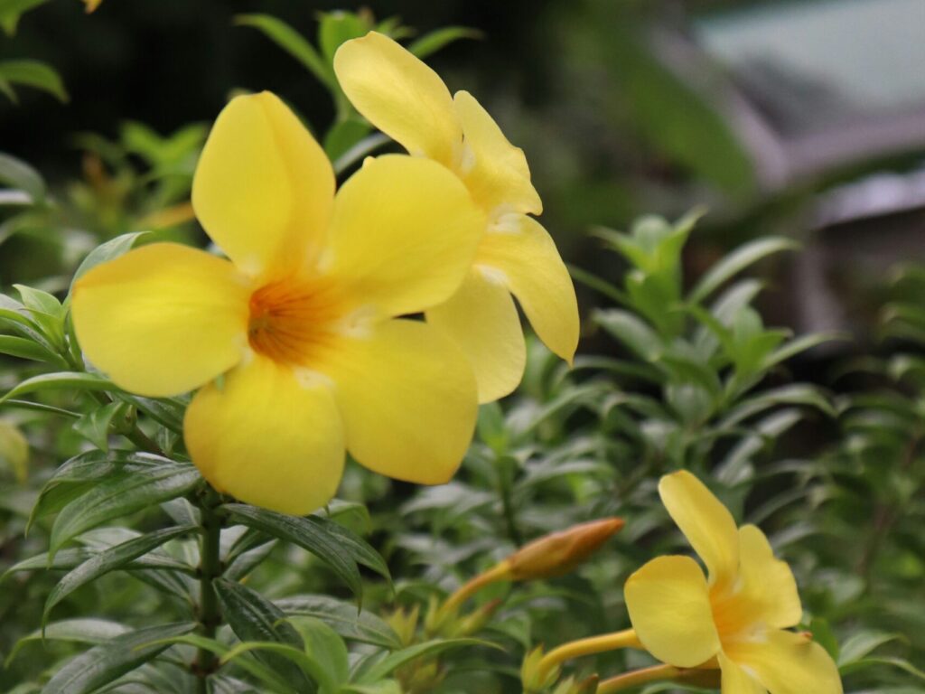 ENMAX Conservatory - Wilder Institute/Calgary Zoo