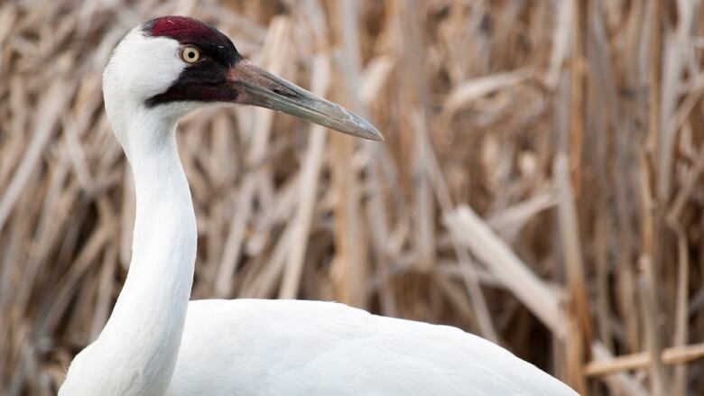 Conservation Champions Festival - Wilder Institute/Calgary Zoo