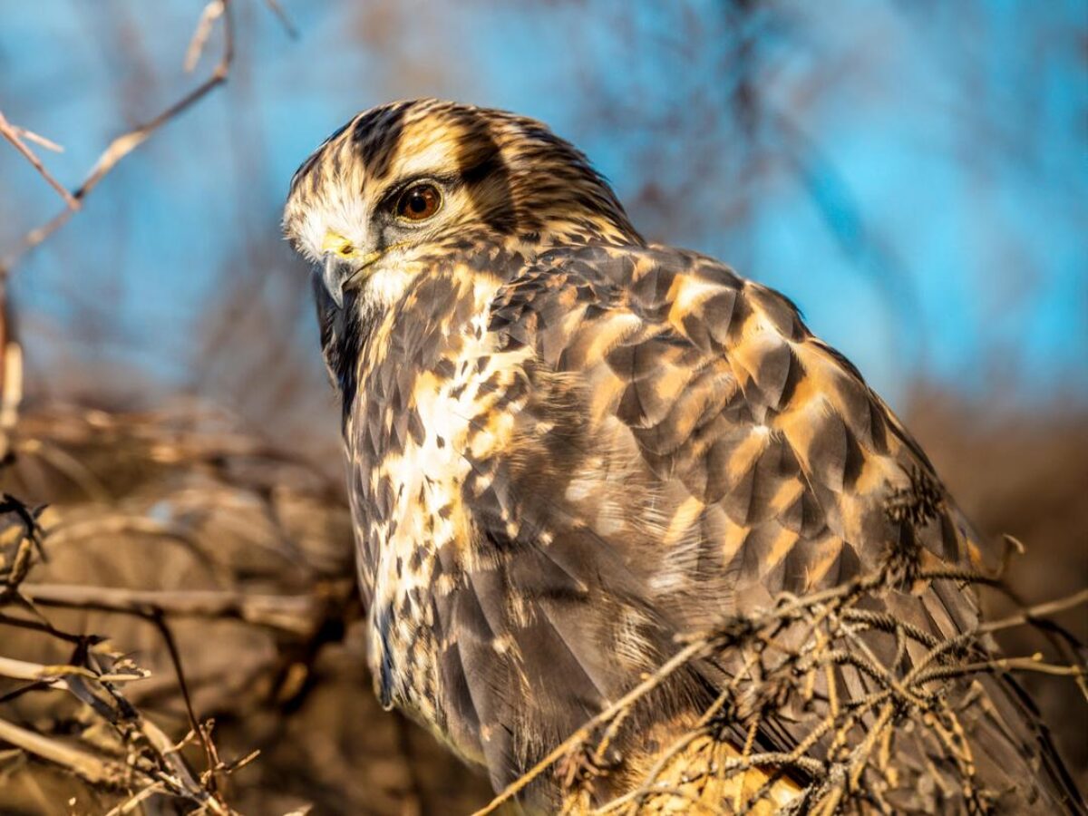 Rough-Legged Hawk - Wilder Institute/Calgary Zoo