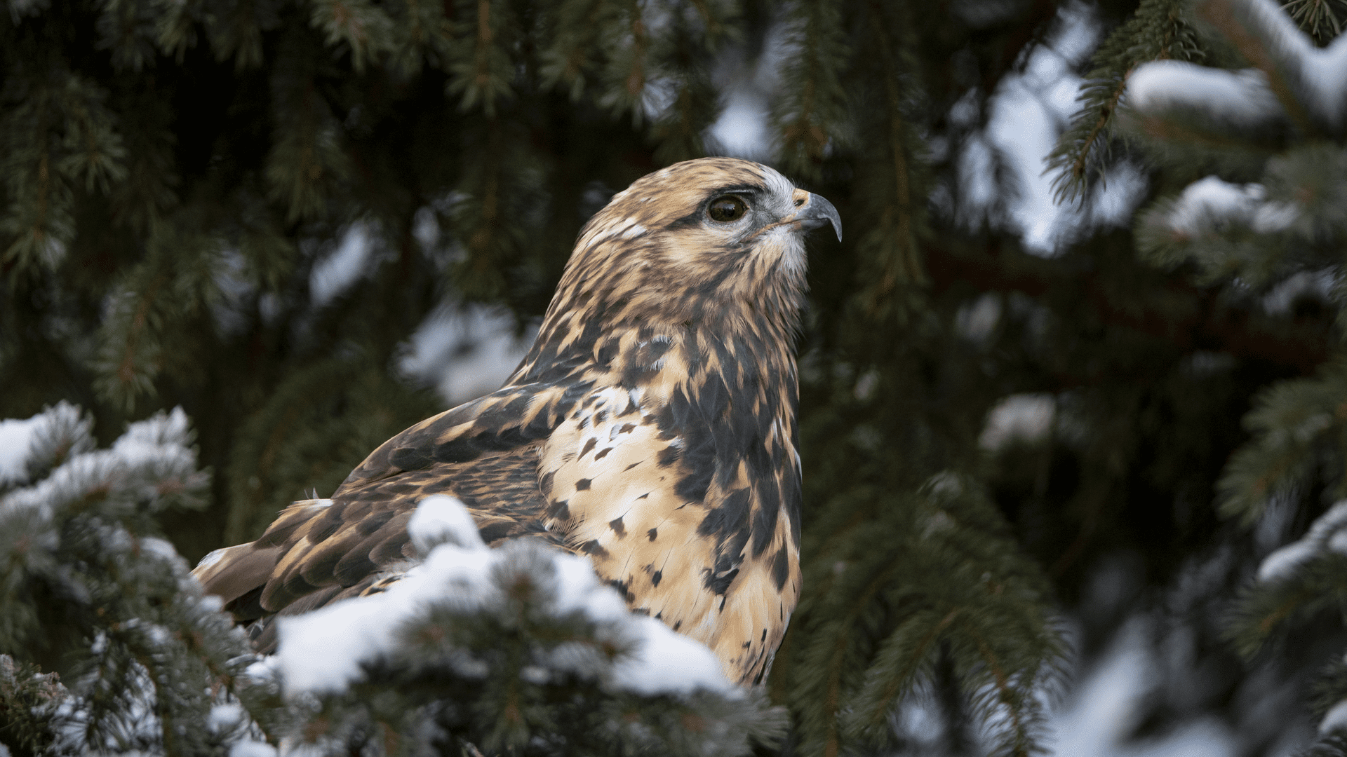 Rough-Legged Hawk - Wilder Institute/Calgary Zoo