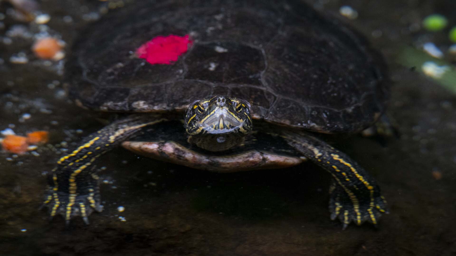 Western Painted Turtles - Wilder Institute/Calgary Zoo