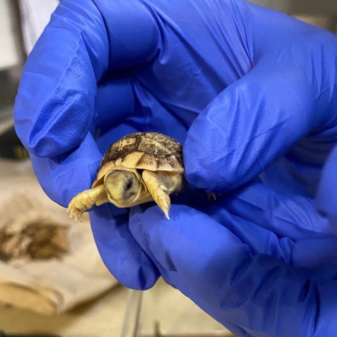 Tiny Tortoise Brings Big Joy: A Conservation Milestone Nine Years in ...