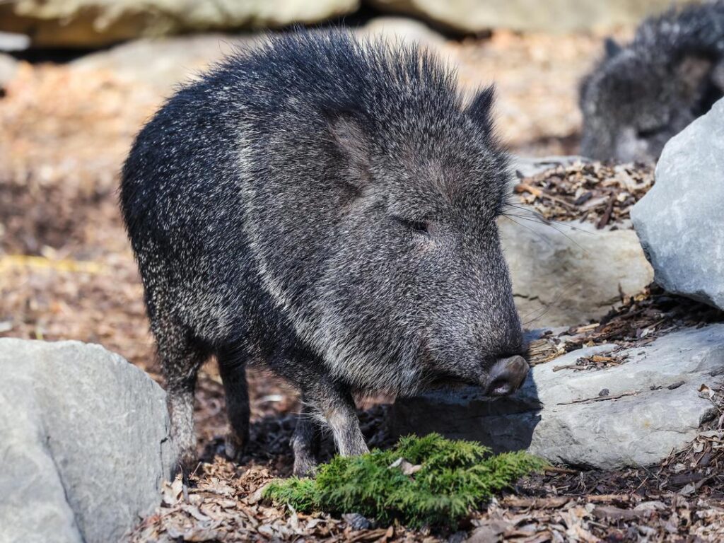 Chacoan Peccaries - Wilder Institute/Calgary Zoo