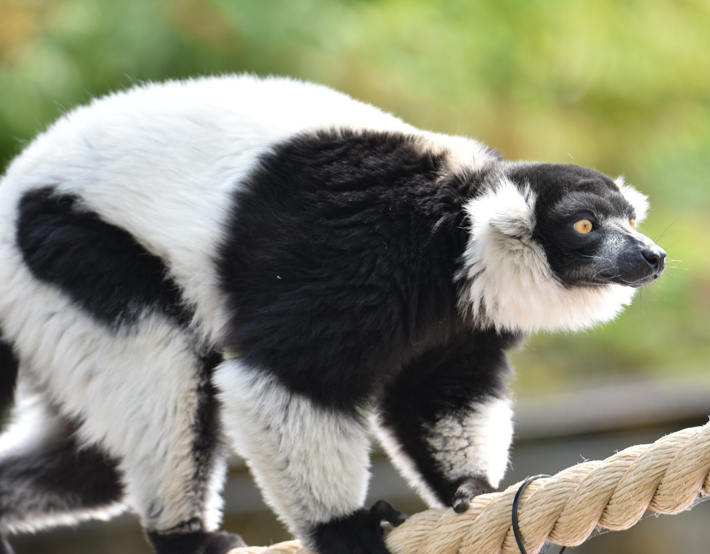 Black-and-White Ruffed Lemurs - Wilder Institute/Calgary Zoo