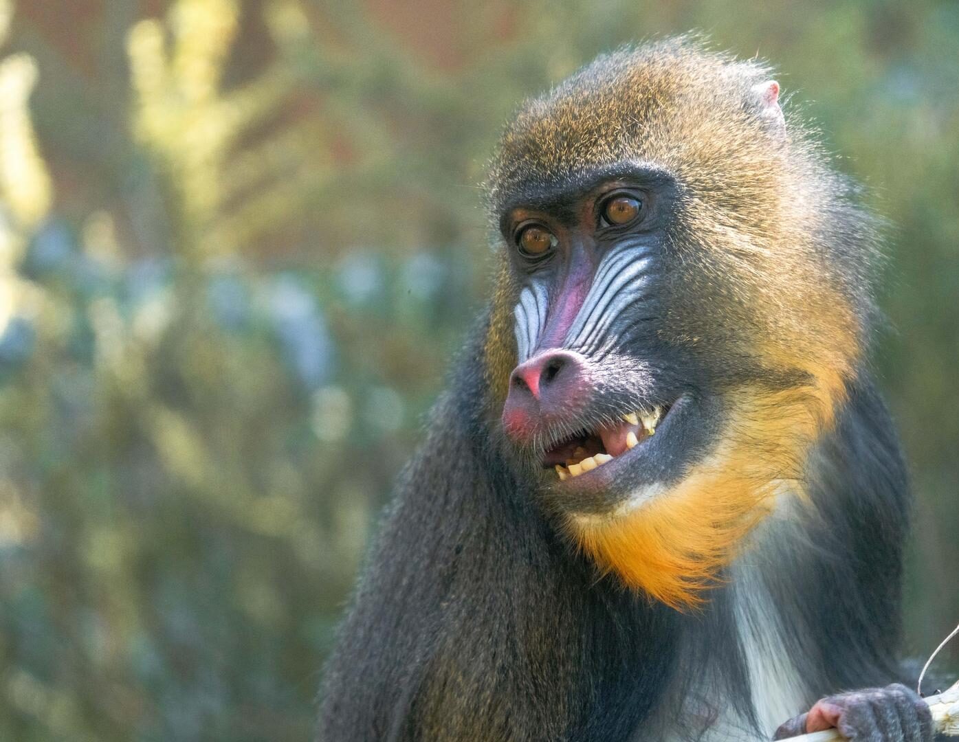 Mandrills - Wilder Institute/Calgary Zoo