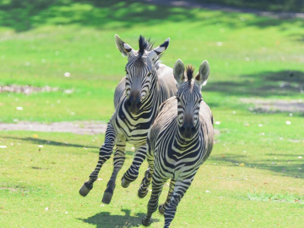 Hartmann's Mountain Zebra