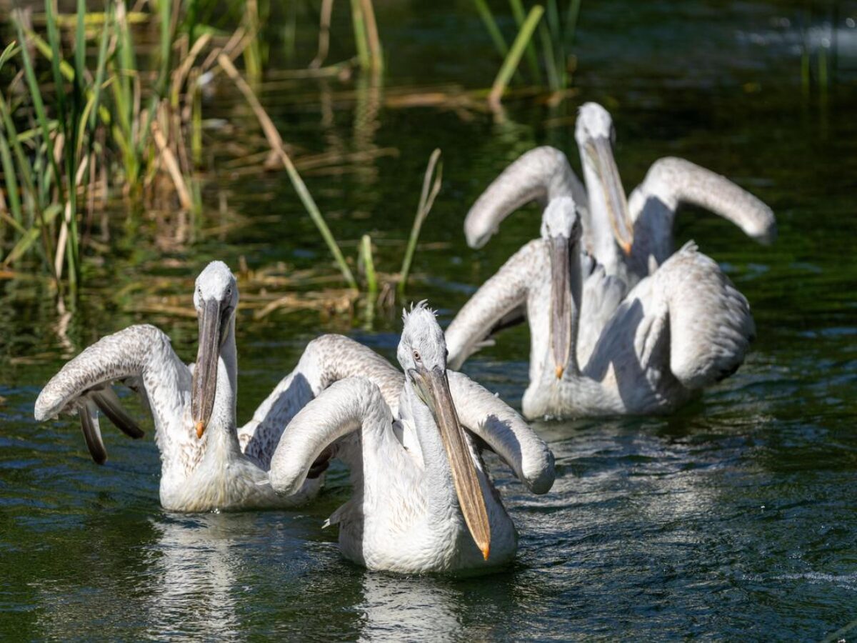 Dalmatian Pelicans - Wilder Institute/Calgary Zoo