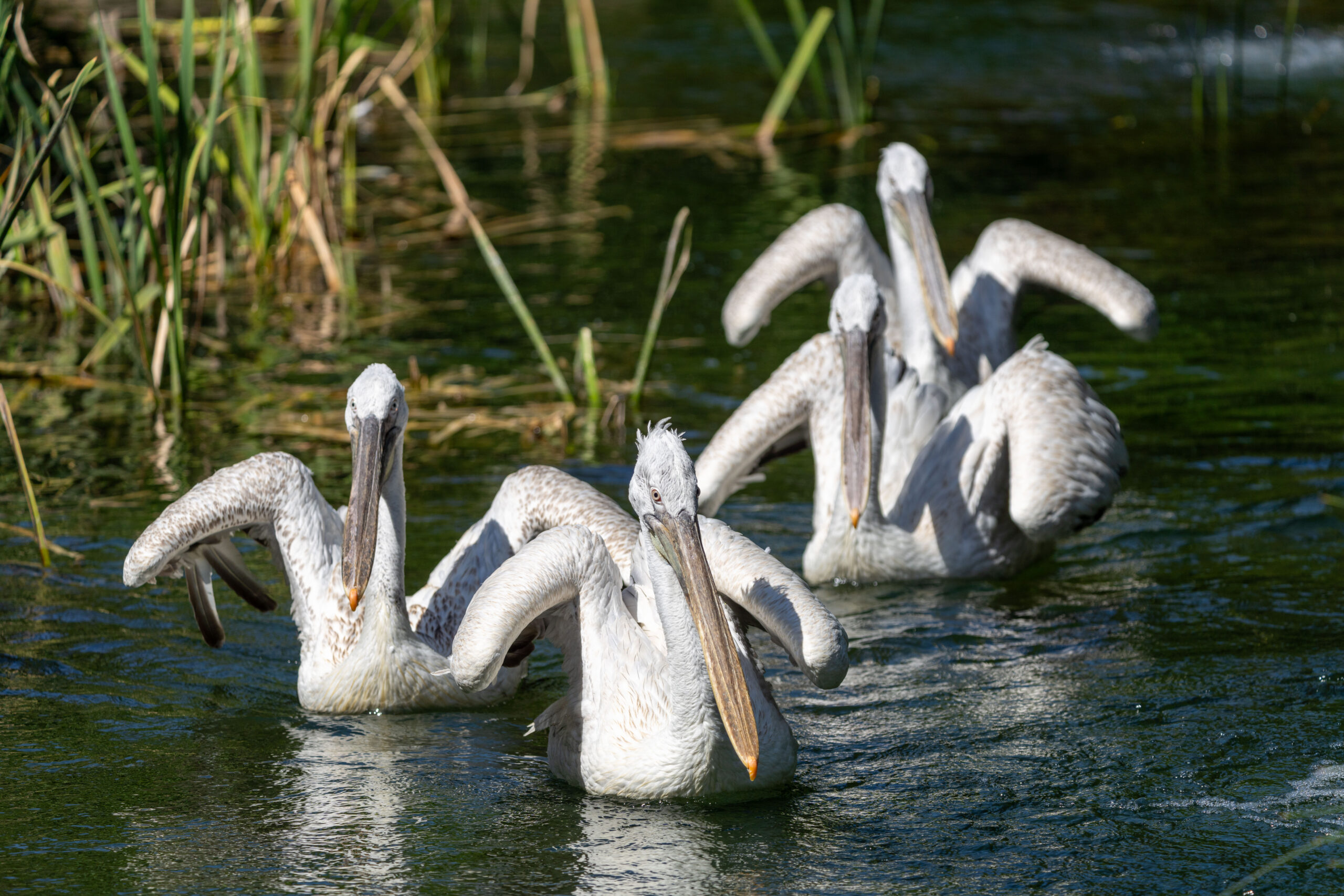 Dalmatian Pelicans Make Their Zoo Debut - Wilder Institute/Calgary Zoo