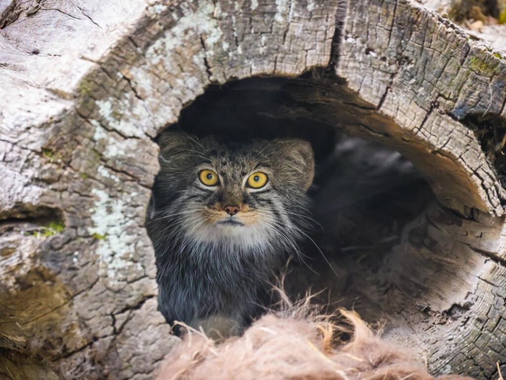 Pallas's Cats - Wilder Institute/Calgary Zoo