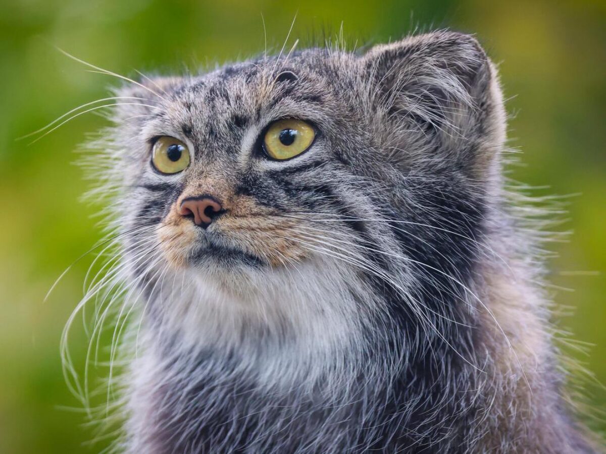 Pallas's Cats - Wilder Institute/Calgary Zoo