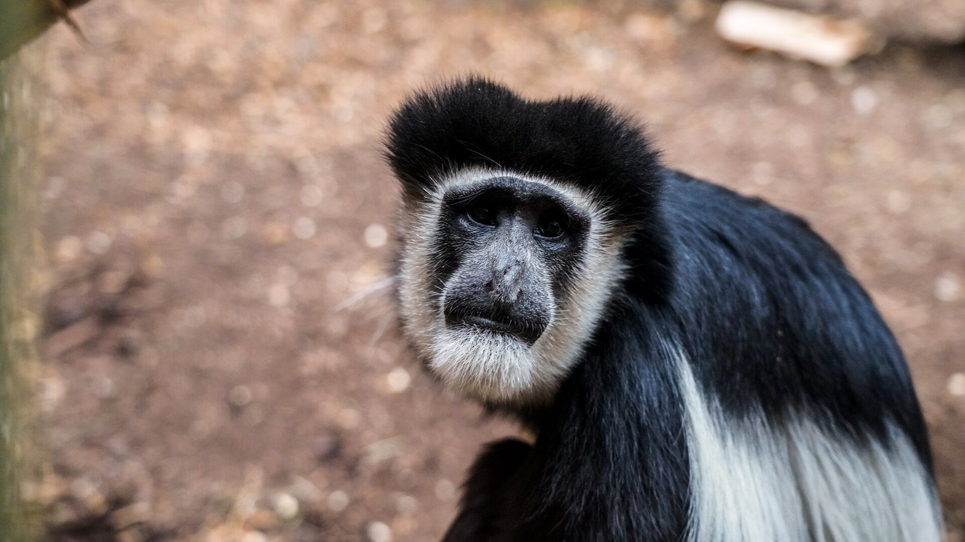 Eastern Black-and-White Colobus Monkeys - Wilder Institute/Calgary Zoo