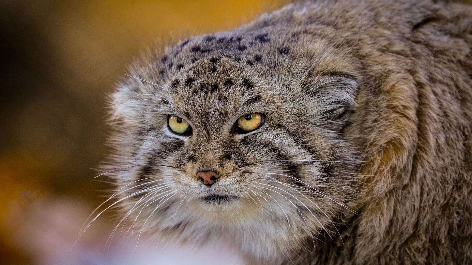 Pallas's Cats - Wilder Institute/Calgary Zoo