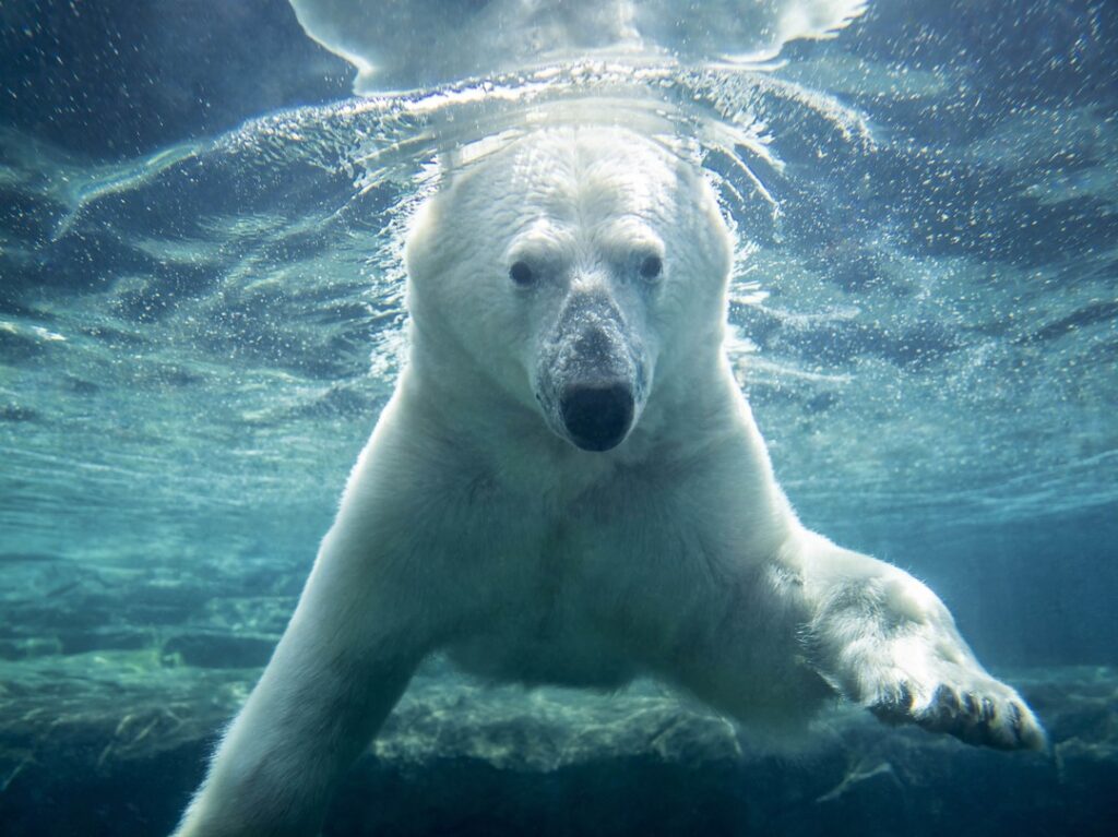 Polar Bear